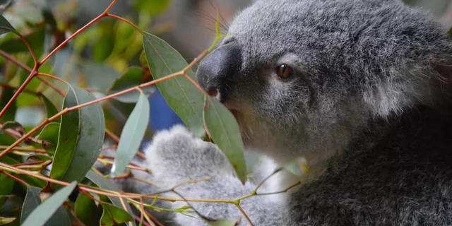 AUD/USD: aussie menginginkan ke utara